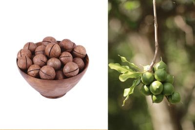 خرید ماکادمیا