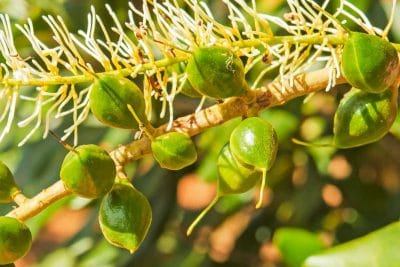 خرید ماکادمیا